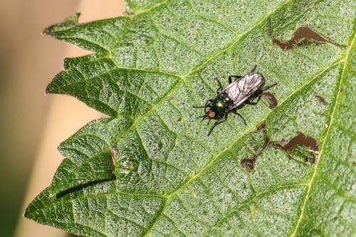 Réf. 231 005 : Actina chalybea